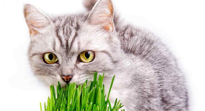 Bí ẩn được giải đáp: Tại sao đôi khi lũ mèo ăn cỏ? - Ảnh 2.