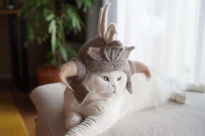 Lại là người Nhật, nhặt lông mèo rụng chế thành những chiếc mũ quý tộc thế này đây - Ảnh 7.