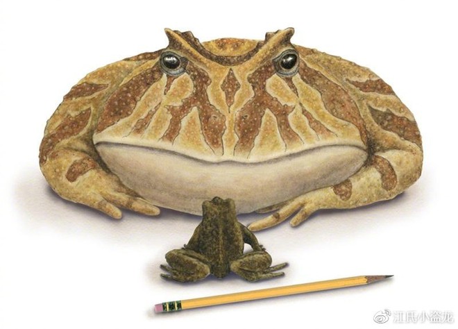 Beelzebufo - Loài ếch quỷ khổng lồ có thể nuốt chửng cả khủng long - Ảnh 4.