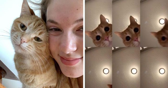 Chú mèo gây sốt mạng xã hội vì sự siêu đáng yêu của mình trên Tik Tok - Ảnh 1.