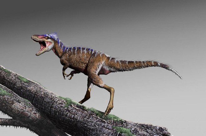 Bất ngờ phát hiện tổ tiên của khủng long bạo chúa chỉ có kích thước nhỉnh hơn một con chó - Ảnh 3.