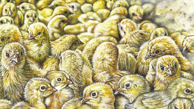 Mỗi năm, 7 tỷ con gà trống con sẽ bị giết ngay khi vừa mới nở: Công nghệ trứng nhân đạo này sẽ thay đổi điều đó - Ảnh 2.