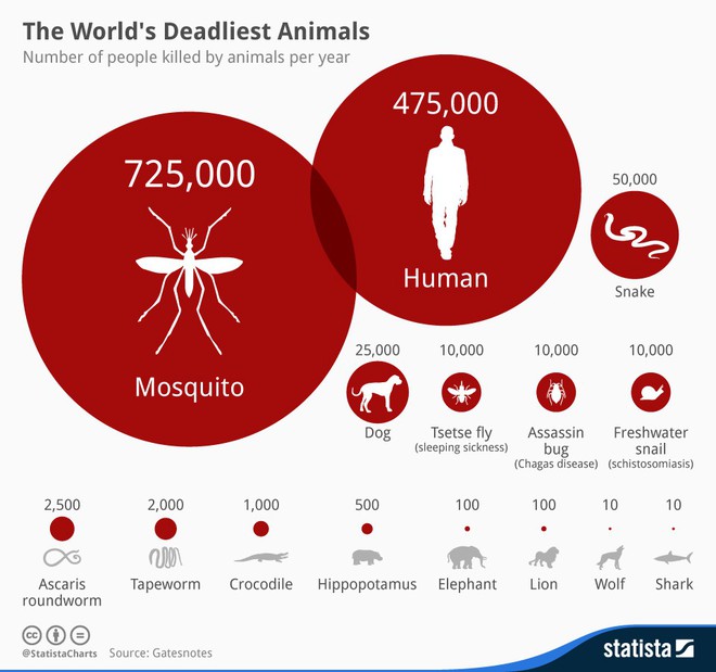 Bé nhỏ là thế, tại sao muỗi có thể đe dọa mạng sống của một nửa dân số thế giới? - Ảnh 1.