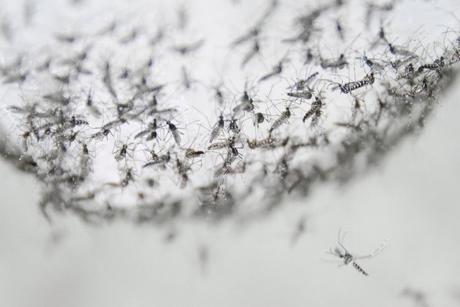 Bé nhỏ là thế, tại sao muỗi có thể đe dọa mạng sống của một nửa dân số thế giới? - Ảnh 8.