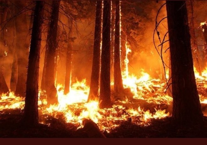 Tìm đám cháy rừng Amazon trên Google, kết quả cho ra toàn... máy tính bảng - Ảnh 1.