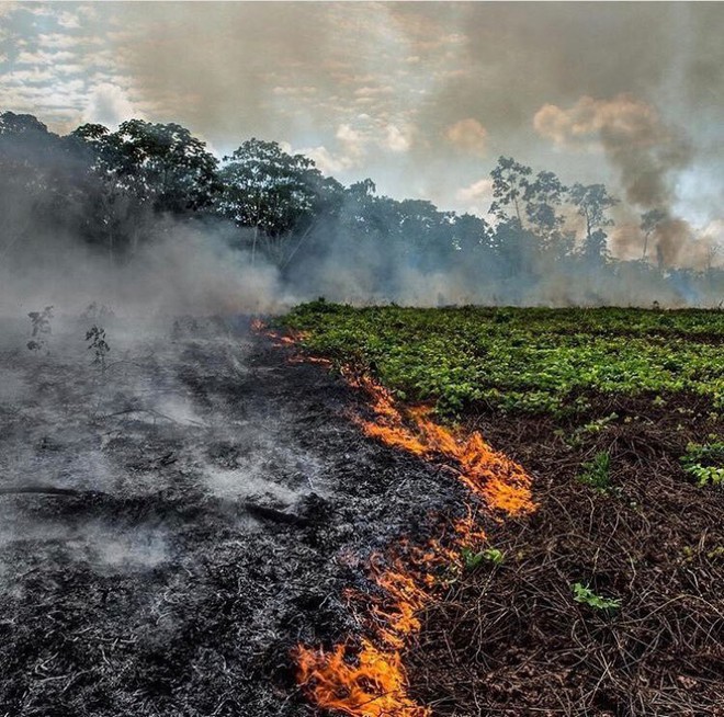 Tìm đám cháy rừng Amazon trên Google, kết quả cho ra toàn... máy tính bảng - Ảnh 6.