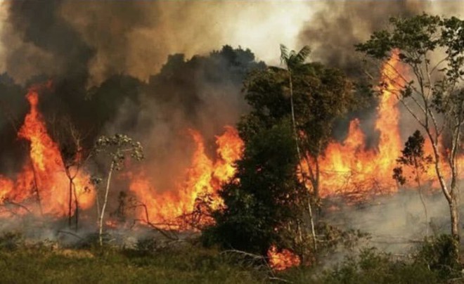 Tìm đám cháy rừng Amazon trên Google, kết quả cho ra toàn... máy tính bảng - Ảnh 8.