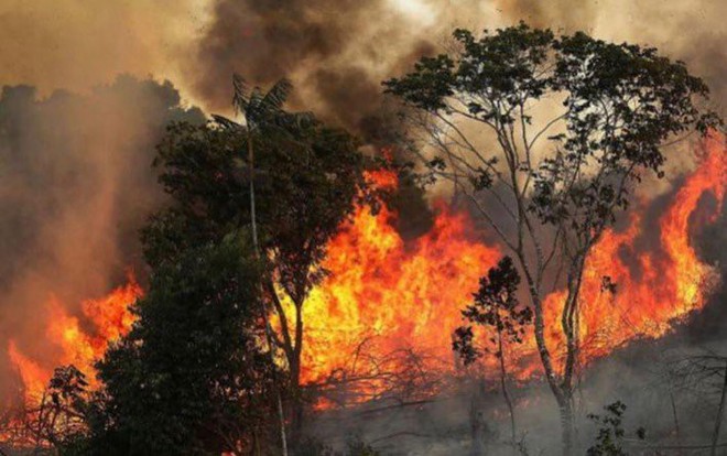 Tìm đám cháy rừng Amazon trên Google, kết quả cho ra toàn... máy tính bảng - Ảnh 10.