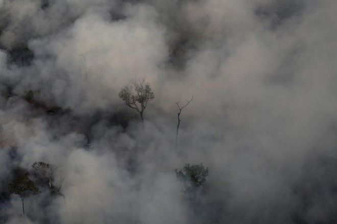 Giải thích trọn vẹn: Chuyện gì đang xảy đến với rừng già Amazon và bạn làm được gì để cứu lấy nó? - Ảnh 16.