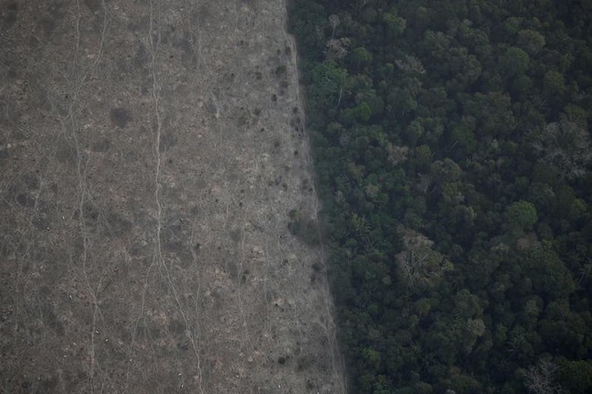 Giải thích trọn vẹn: Chuyện gì đang xảy đến với rừng già Amazon và bạn làm được gì để cứu lấy nó? - Ảnh 18.