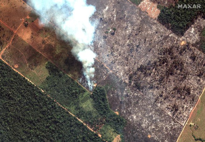 Giải thích trọn vẹn: Chuyện gì đang xảy đến với rừng già Amazon và bạn làm được gì để cứu lấy nó? - Ảnh 9.