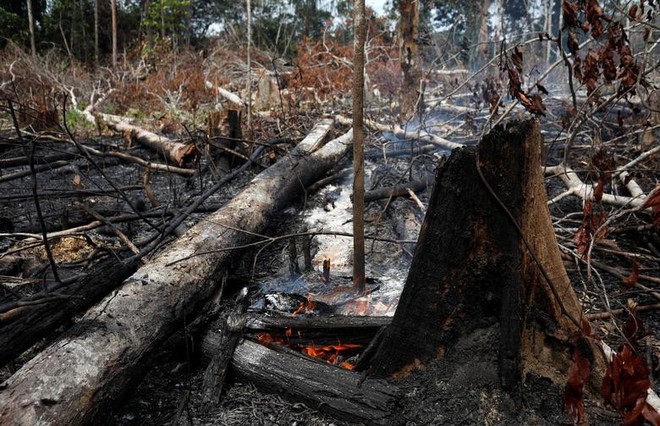Giải thích trọn vẹn: Chuyện gì đang xảy đến với rừng già Amazon và bạn làm được gì để cứu lấy nó? - Ảnh 4.