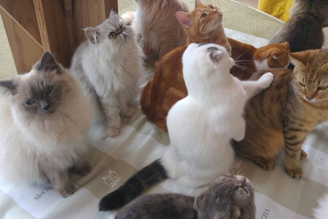 Nghiên cứu chứng minh: Lũ mèo thực sự biết tên mà bạn đặt cho chúng - Ảnh 3.
