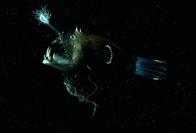 Cá lồng đèn: tên dễ thương nhưng mặt thì khì không thương nổi và có những hành vi đáng sợ nhất đại dương - Ảnh 3.