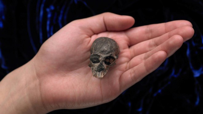 Hộp sọ kì lạ của loài khỉ cổ đại tiết lộ bí mật về cách thức bộ não của các loài linh trưởng phát triển - Ảnh 1.
