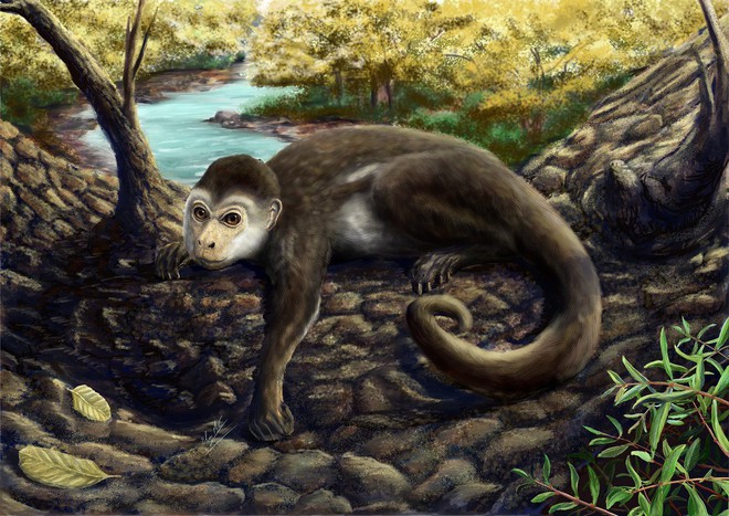 Hộp sọ kì lạ của loài khỉ cổ đại tiết lộ bí mật về cách thức bộ não của các loài linh trưởng phát triển - Ảnh 3.