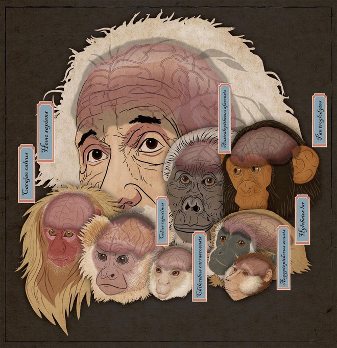 Hộp sọ kì lạ của loài khỉ cổ đại tiết lộ bí mật về cách thức bộ não của các loài linh trưởng phát triển - Ảnh 2.