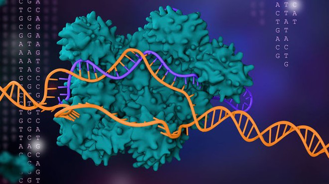 Đột phá mới: CRISPR bây giờ đã có thể chỉnh sửa cả nhiễm sắc thể, chứa hàng triệu ký tự di truyền một lúc - Ảnh 1.