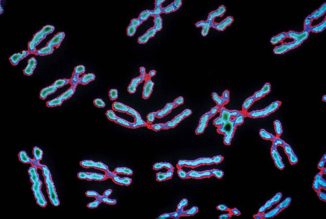 Đột phá mới: CRISPR bây giờ đã có thể chỉnh sửa cả nhiễm sắc thể, chứa hàng triệu ký tự di truyền một lúc - Ảnh 2.