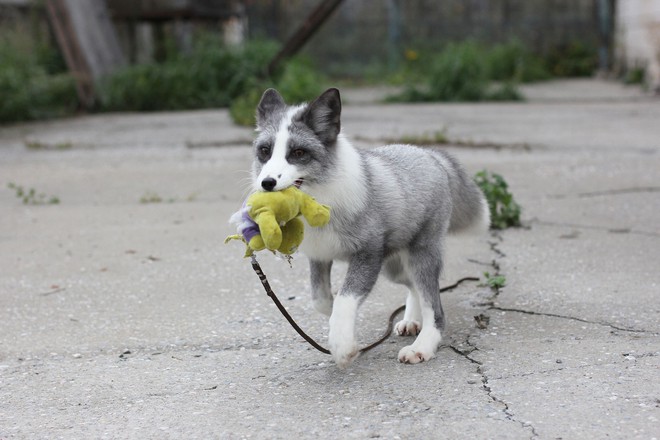 Thí nghiệm thuần hóa của Nga biến loài cáo bạc trở thành chó - Ảnh 16.