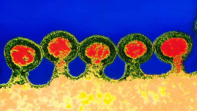 Một bệnh nhân ung thư nhiễm HIV ở Trung Quốc được điều trị bằng tế bào gốc chỉnh sửa gen - Ảnh 3.