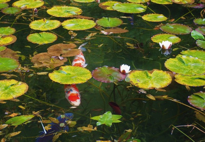 Nếu đến Nhật Bản, đừng quên ghé thăm hồ nước trong vắt, đẹp như bức tranh thủy mặc này - Ảnh 2.