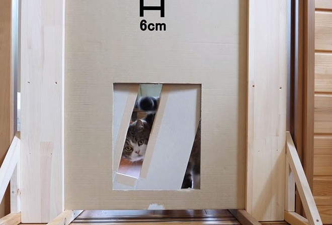 YouTuber Nhật Bản bày trò lách qua khe cửa hẹp cho 2 boss mèo để xem chúng có phải một loại chất lỏng hay không - Ảnh 14.