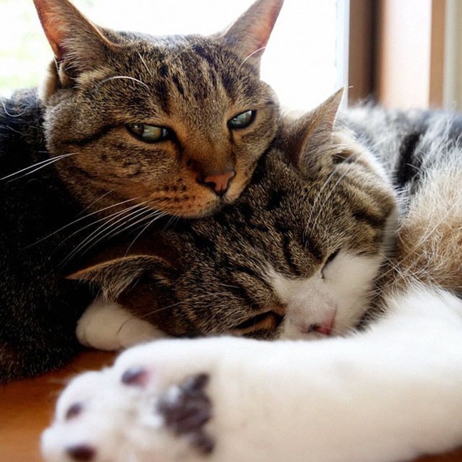YouTuber Nhật Bản bày trò lách qua khe cửa hẹp cho 2 boss mèo để xem chúng có phải một loại chất lỏng hay không - Ảnh 3.