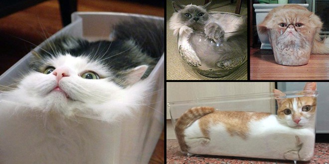 YouTuber Nhật Bản bày trò lách qua khe cửa hẹp cho 2 boss mèo để xem chúng có phải một loại chất lỏng hay không - Ảnh 1.