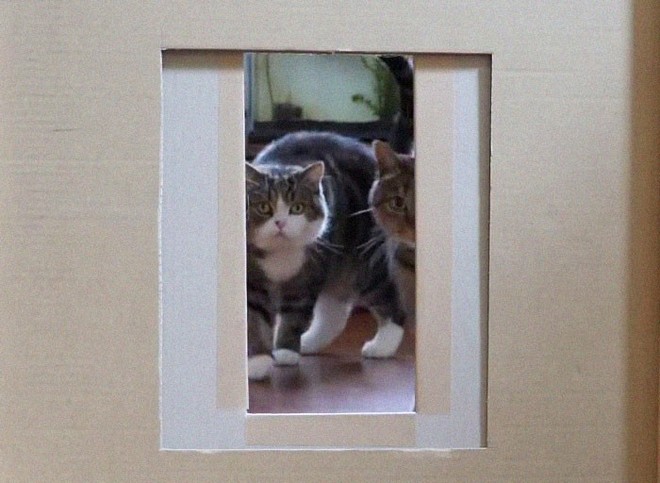 YouTuber Nhật Bản bày trò lách qua khe cửa hẹp cho 2 boss mèo để xem chúng có phải một loại chất lỏng hay không - Ảnh 7.