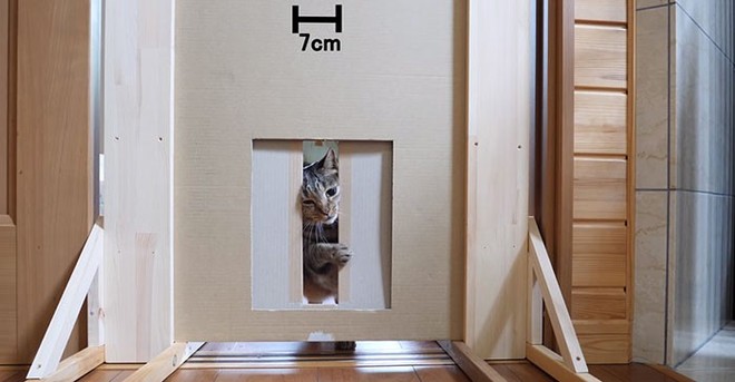YouTuber Nhật Bản bày trò lách qua khe cửa hẹp cho 2 boss mèo để xem chúng có phải một loại chất lỏng hay không - Ảnh 10.
