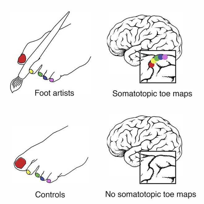 Não bộ của những họa sĩ không tay tiến hóa ngược để sử dụng bàn chân linh hoạt như linh trưởng leo trèo - Ảnh 2.