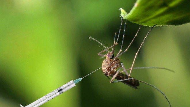Muỗi cái không chịu ‘yêu đương’ với muỗi đực biến đổi gen, dự án tiêu diệt loài muỗi thất bại thảm hại - Ảnh 1.