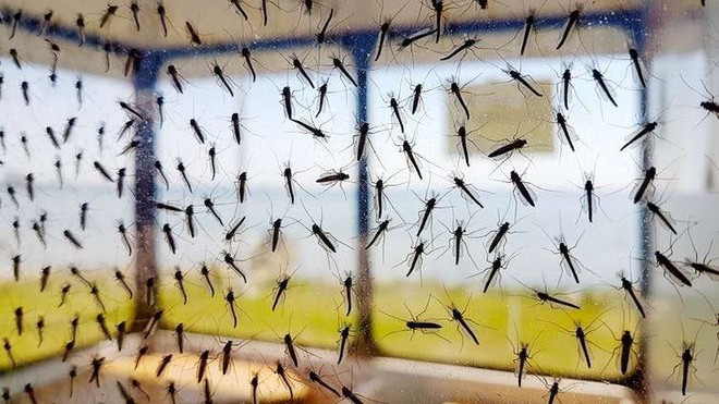 Muỗi cái không chịu ‘yêu đương’ với muỗi đực biến đổi gen, dự án tiêu diệt loài muỗi thất bại thảm hại - Ảnh 2.