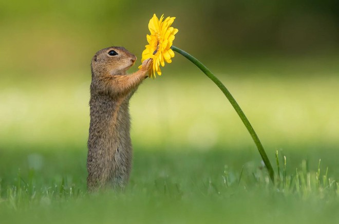 Những hình ảnh về một chú sóc ngửi hoa sẽ đốn tim bạn ngay tức thì - Ảnh 3.