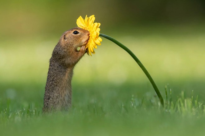 Những hình ảnh về một chú sóc ngửi hoa sẽ đốn tim bạn ngay tức thì - Ảnh 4.