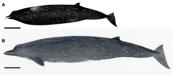 Các nhà khoa học phát hiện ra loài cá voi mới có mỏ như chim trên bờ biển Nhật Bản - Ảnh 2.