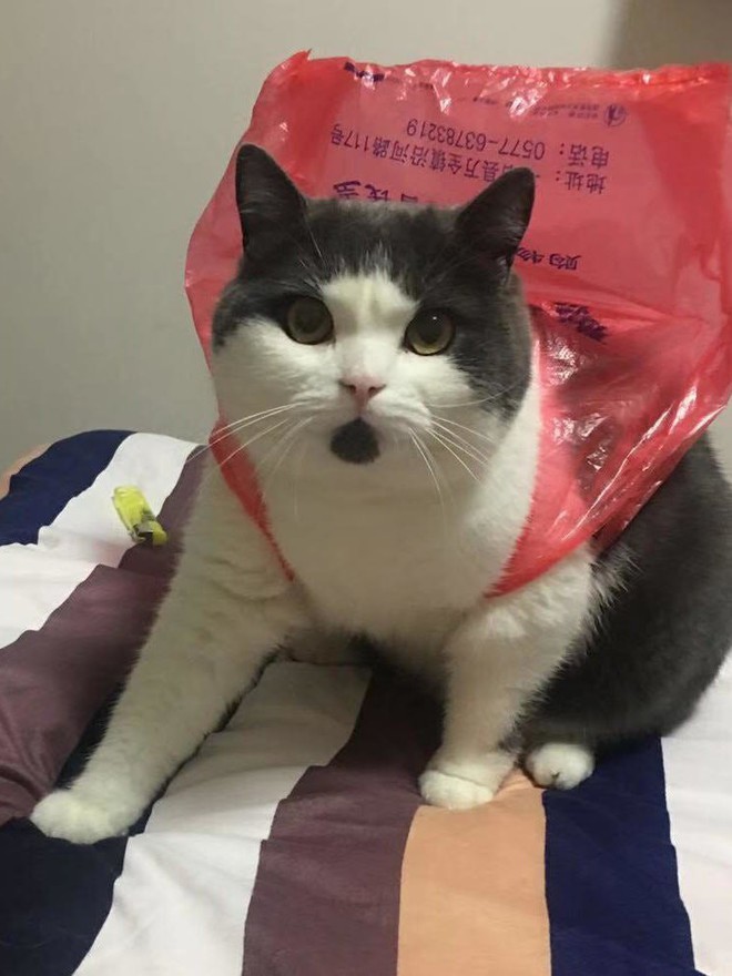 Vào ngày 21 tháng Bảy năm 2019, Bé Tỏi - con mèo nhân bản đầu tiên của Trung Quốc ra đời - Ảnh 4.
