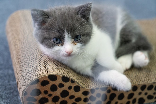 Vào ngày 21 tháng Bảy năm 2019, Bé Tỏi - con mèo nhân bản đầu tiên của Trung Quốc ra đời - Ảnh 1.
