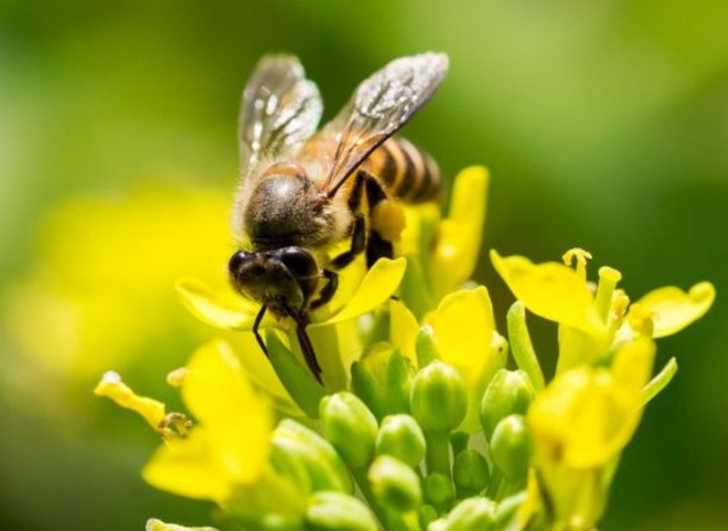 Các nhà khoa học muốn biến loài ong thành đội quân chuyên dò vật liệu nổ và phóng xạ - Ảnh 1.