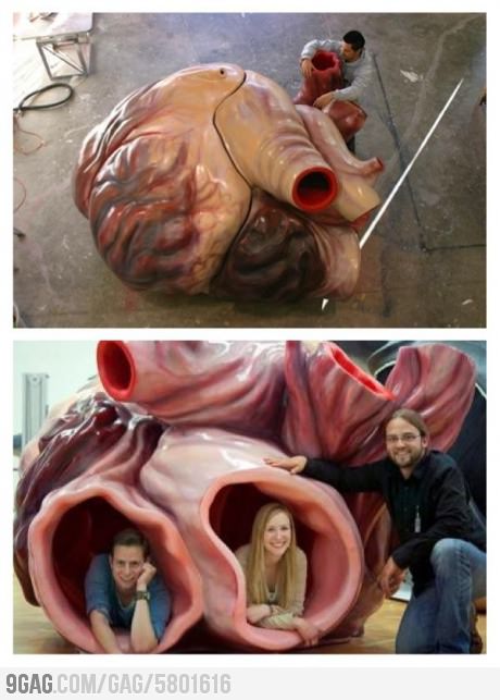 Tim c&aacute; voi xanh lớn đến mức n&agrave;o 1