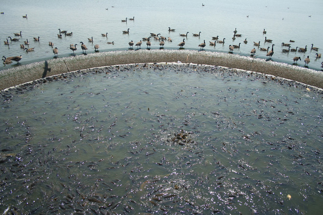 Cảnh tượng đàn cá bơi lúc nhúc gây sởn da gà, ngỡ chỉ xuất hiện trong phim kinh dị mà có thật ở hồ nước độc nhất vô nhị trên thế giới - Ảnh 7.