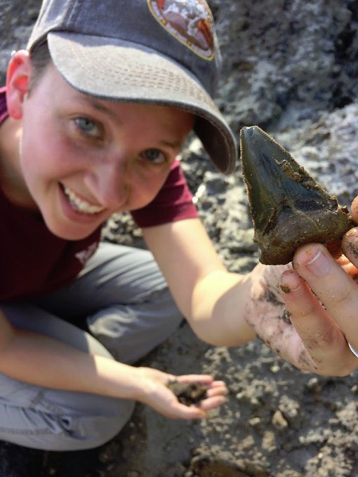 Phát hiện nhà trẻ cá mập 24 triệu năm tuổi, các nhà nghiên cứu đặt tên báo cáo khoa học mới là Baby Megashark Do Do Do Do - Ảnh 3.