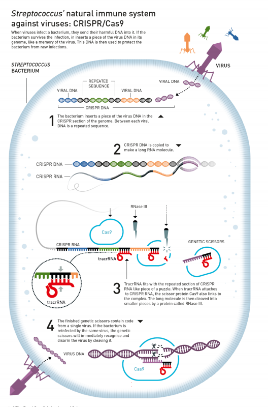Nobel Hóa học 2020 gọi tên hai nữ khoa học gia phát minh công nghệ chỉnh sửa gen CRISPR/Cas9 - Ảnh 2. Nobel Hóa học 2020 gọi tên hai nữ khoa học gia phát minh công nghệ chỉnh sửa gen CRISPR/Cas9 - Ảnh 2.