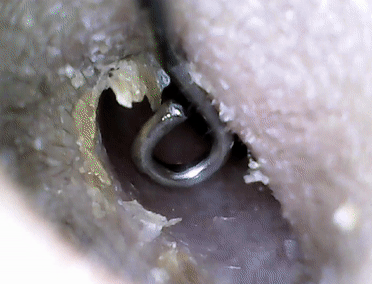Săn sale camera nội soi tai giá chưa đến 100k, kiêm luôn chức năng ngoáy mà còn dùng được bao việc khác - Ảnh 8. Săn sale camera nội soi tai giá chưa đến 100k, kiêm luôn chức năng ngoáy mà còn dùng được bao việc khác - Ảnh 8.