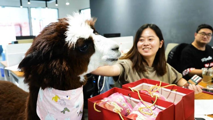 Công ty Trung Quốc thuê lạc đà để giúp nhân viên của mình thư giãn - Ảnh 1.
