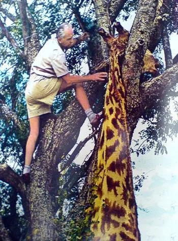 Số phận bi thảm của loài động vật bị gán cho biệt danh cột chống sét biết đi - Ảnh 7. Số phận bi thảm của loài động vật bị gán cho biệt danh cột chống sét biết đi - Ảnh 7.