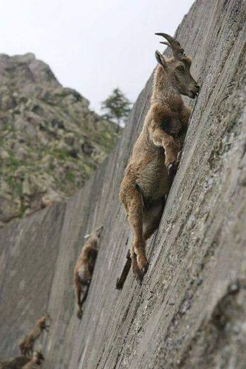 Alpine Ibex: Bất chấp các vấn đề về trọng lực, loài động vật này vẫn có thể leo lên các bức tường thẳng đứng - Ảnh 5.