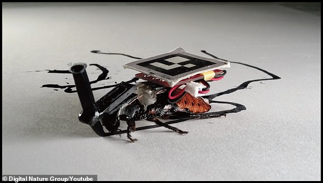 Chân dung của các con gián cyborg - nửa gián nửa máy