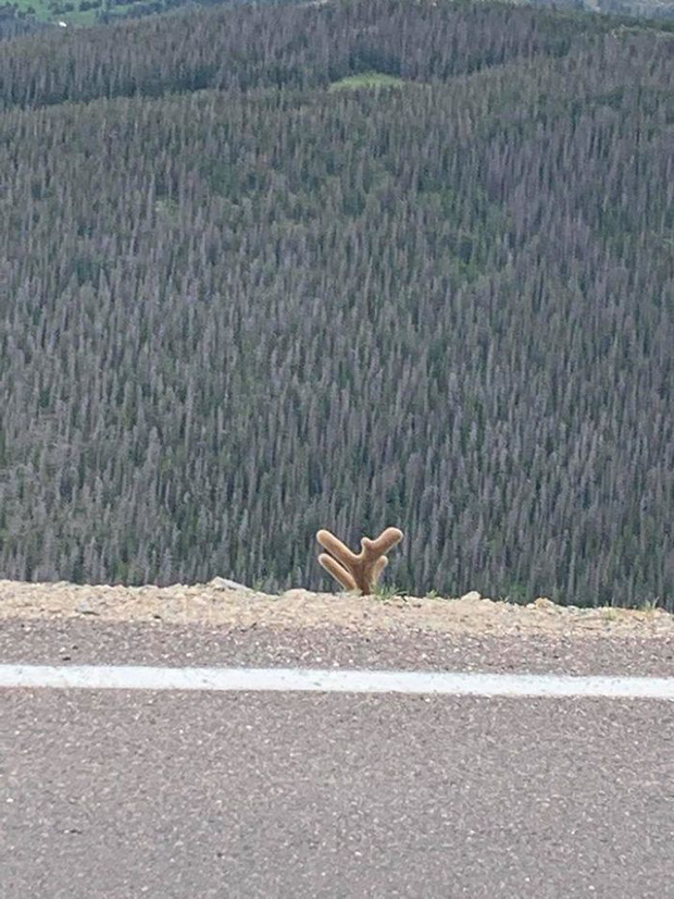 Chúng ta sẽ được trông thấy một con nai sừng tấm tuyệt đẹp nếu người chụp bức ảnh này có kỹ năng tốt hơn